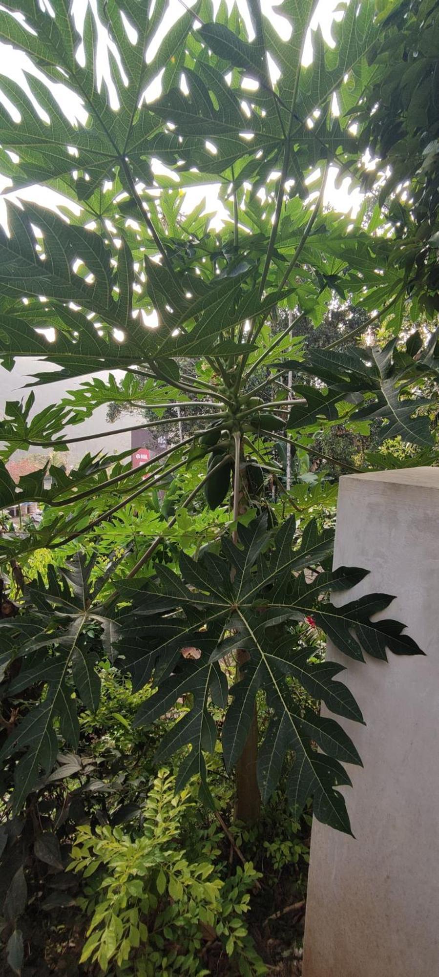 Koonamparayil Home Stay Munnar Anaviratty-Family Only Eksteriør bilde