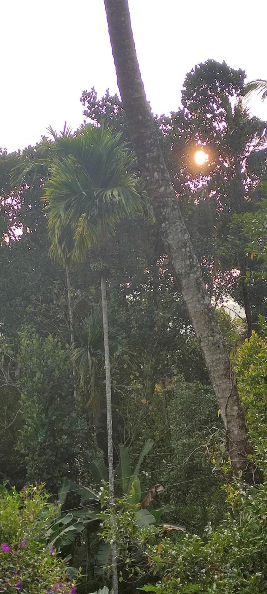 Koonamparayil Home Stay Munnar Anaviratty-Family Only Eksteriør bilde
