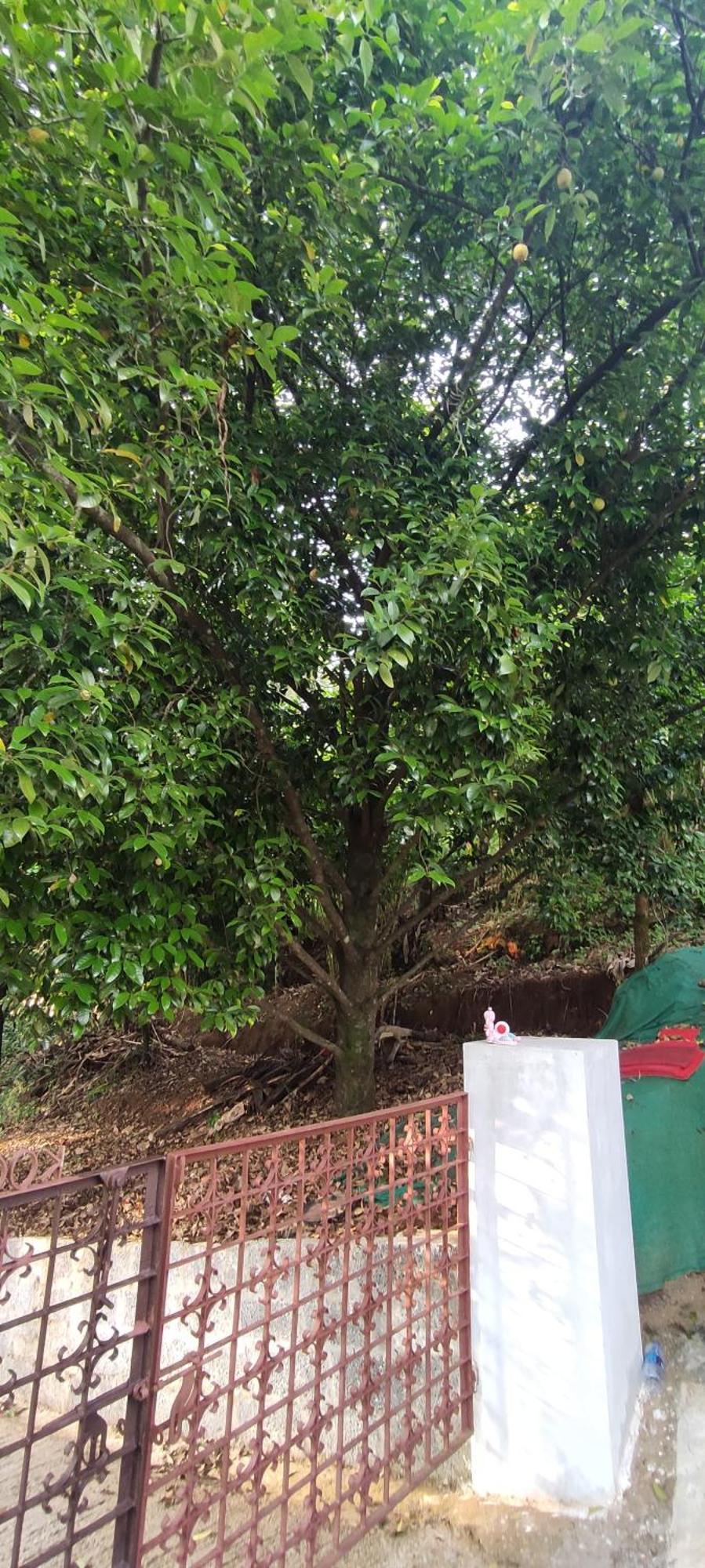 Koonamparayil Home Stay Munnar Anaviratty-Family Only Eksteriør bilde